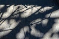 Gray shadows of branches and leaves on the old front wall. The c Royalty Free Stock Photo