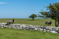 Gray sheep climbing over a stone wall into a green pasture