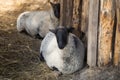 Gray sheep on the farm.The sheep is lying in the pen