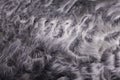 Gray sheep fur