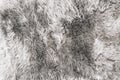Gray sheep fur Grey sheepskin rug background texture Royalty Free Stock Photo