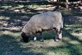 Gray sheep on the grass Royalty Free Stock Photo
