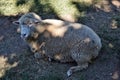 Gray sheep on the grass Royalty Free Stock Photo