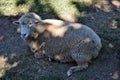 Gray sheep on the grass