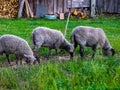 Gray sheep graze in a meadow in the village