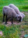 Gray sheep graze in a meadow in the village