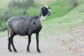 Gray sheep Royalty Free Stock Photo