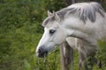 Gray shetland pony portrait Royalty Free Stock Photo