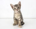 Gray short hair kitten sitting isolated on white cement wall background
