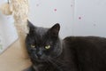 gray shorthair british cat with biege rope post with ball Royalty Free Stock Photo