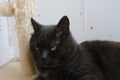 gray shorthair british cat with biege rope post with ball Royalty Free Stock Photo