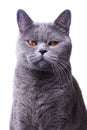 Gray shorthair British cat with bright yellow eyes