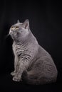 Gray shorthair British cat sitting on a black background