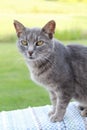 Gray shorthair cat