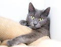 A gray shorthair cat reaching over the edge of a pet bed Royalty Free Stock Photo