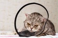 Gray shorthair scottish cat in cone collar. Angry and dissatisfied striped british cat looking at the camera. Royalty Free Stock Photo