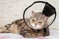 Gray shorthair scottish cat in cone collar with sickly look