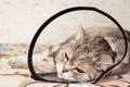 Gray shorthair scottish cat laying in cone collar with sickly look Royalty Free Stock Photo