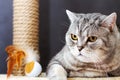 Gray shorthair scottish striped cat, brown scratching post and toy ball with feathers Royalty Free Stock Photo