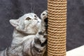 Gray shorthair scottish striped cat scratching brown post