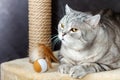 Gray shorthair scottish tabby cat, brown scratching post and toy ball with a feathers Royalty Free Stock Photo