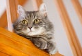 Gray siberian cat control home