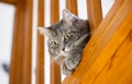 Gray siberian cat control home