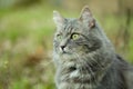 Gray siberian cat in forest