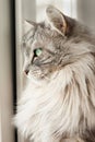 Gray siberian cat looking out of window Royalty Free Stock Photo