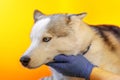 Gray Siberian Husky lies isolated on orange background closeup licks the groomer glove