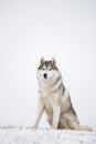 Gray Siberian husky sits in the snow.