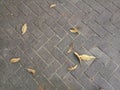 Gray sidewalk blocks, there are some dry leaves Royalty Free Stock Photo