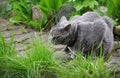 gray british shorthair cat hunts in the garden