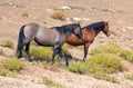 Gray Silver Grulla stallion and Bay mare wild horses in the Pryor Mountains Wild Horse Range in Montana USA Royalty Free Stock Photo