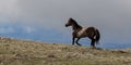 Gray silver grulla wild horse stallion in early morning light on mountain ridge in the western USA Royalty Free Stock Photo