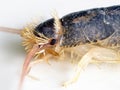 Gray silverfish (Ctenolepisma longicaudatum)