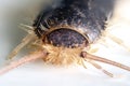 Gray silverfish (Ctenolepisma longicaudatum)