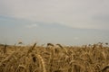 Gray sky.agriculture, a rich harvest of Golden wheat. gloomy atmosphere, overcast sky