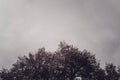 Gray sky and tree background