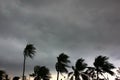 gray sky before typhoon or hurrican or tonado big storm come.rain storm impact coconut