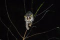 Gray slender loris Loris lydekkerianus Royalty Free Stock Photo