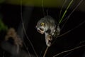 Gray slender loris Loris lydekkerianus Royalty Free Stock Photo