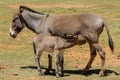 Gray small baby donkey eats milk from his mother