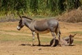 Gray small baby donkey with his mother Royalty Free Stock Photo