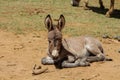 Gray small baby donkey sleep on the ground