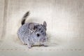 Gray small chinchilla