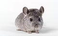 Gray small chinchilla Royalty Free Stock Photo