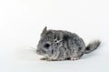 Gray small chinchilla Royalty Free Stock Photo
