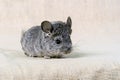 Gray small chinchilla Royalty Free Stock Photo