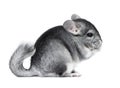 Gray small chinchilla eating Royalty Free Stock Photo